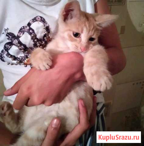 Кот Нальчик - изображение 1