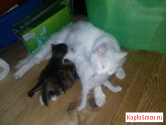 Котята в добрые руки Обнинск - изображение 1