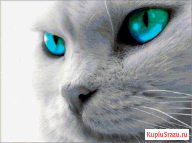 Ветеринар для кошек Петрозаводск - изображение 1