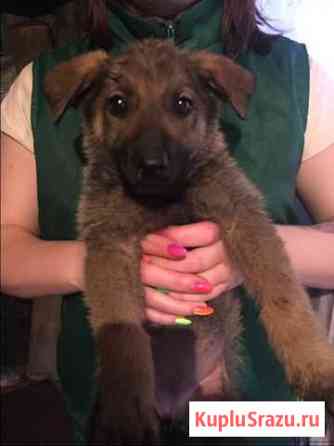 Кроха ищет дом Кемерово