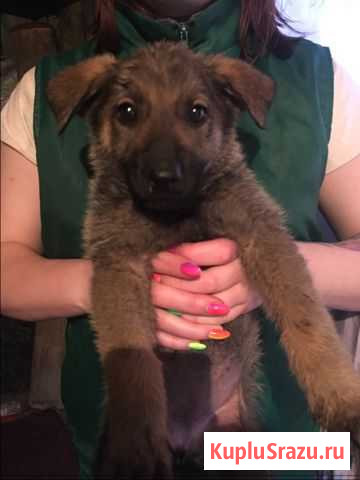 Кроха ищет дом Кемерово - изображение 1