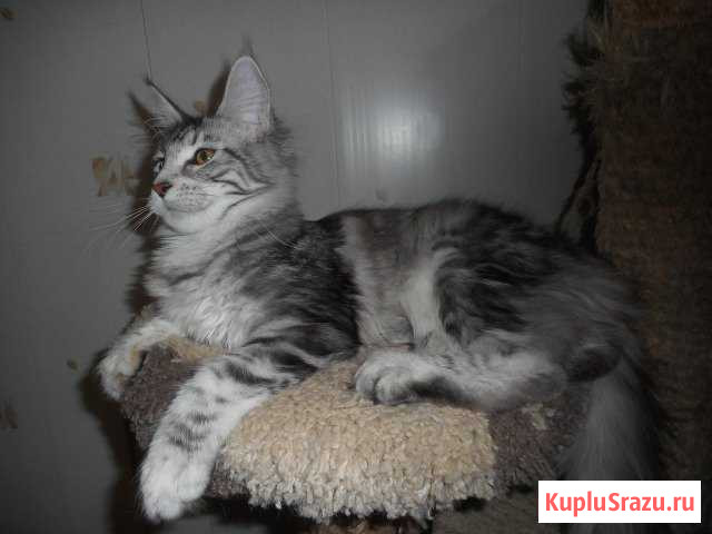 Кошечка Вятские Поляны - изображение 1
