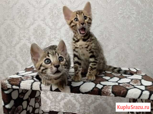 Котята бенгалята Оренбург - изображение 1