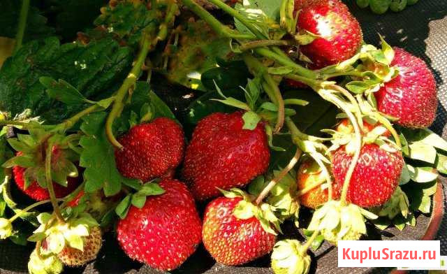 Клубника садовая, усы Ува - изображение 1