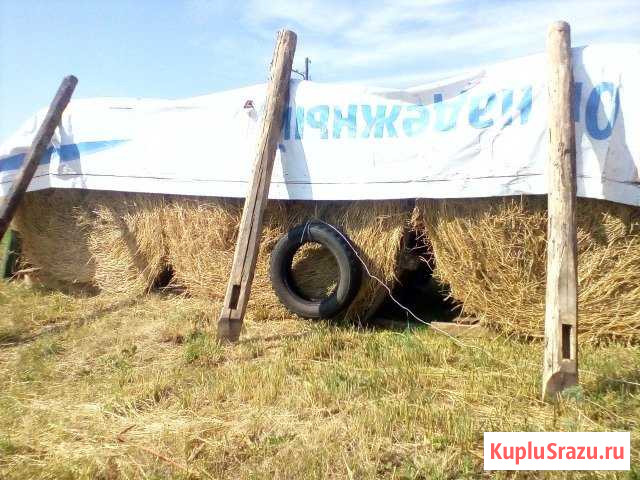 Сено в рулонах Задонск - изображение 1