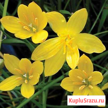 Зефирантес желтый, сорт Цитрина Нежинка - изображение 1