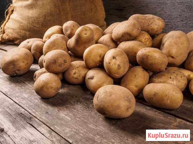 Картофель ямный Верещагино - изображение 1