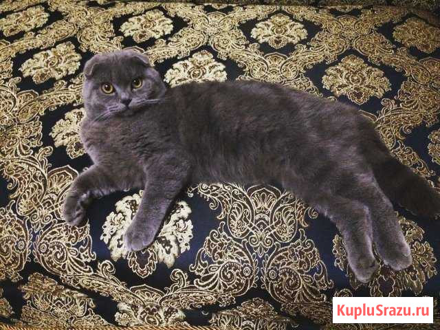Вязка.Шотландский вислоухий кот Владикавказ - изображение 1