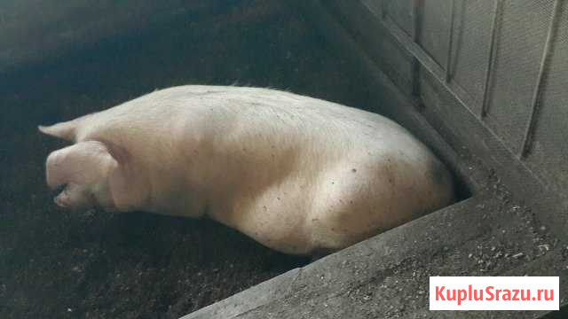 Свиньи поросята хряк Владикавказ - изображение 1
