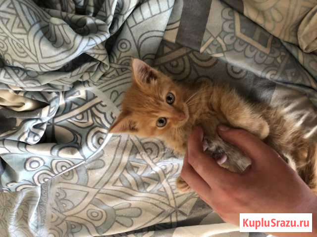 Котиково вяземский. Котята Вязьма. Вязьма купить.