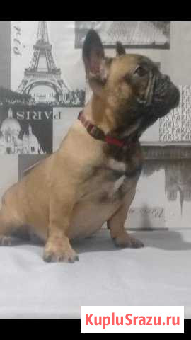 Французский бульдог Минеральные Воды - изображение 1