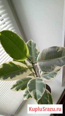 Фикус каучуконосный пятнистый Тверь - изображение 1