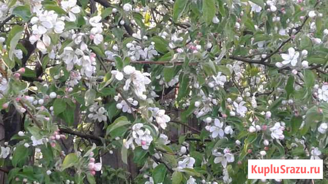  Успенка - изображение 1