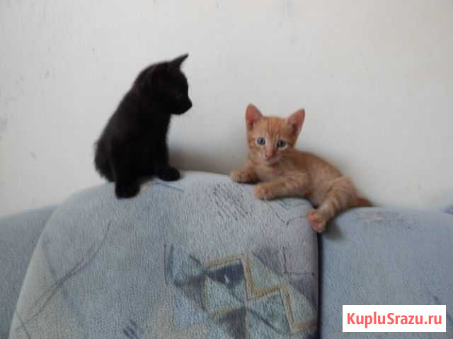 Отдам котят в добрые руки Балаково - изображение 1