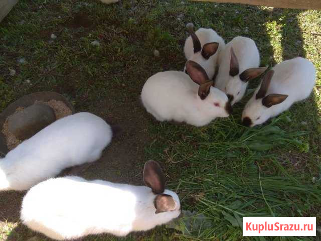 Колефрнийский кролик Грозный - изображение 1