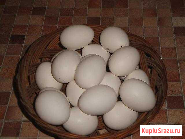 Яйцо куриное домашнее Ростов - изображение 1