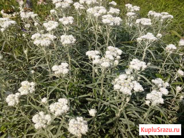 Для крыши Торжок - изображение 1