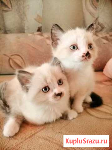 Котята Глазов - изображение 1