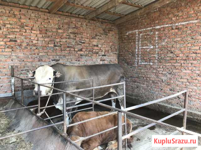 Бык Гудермес - изображение 1