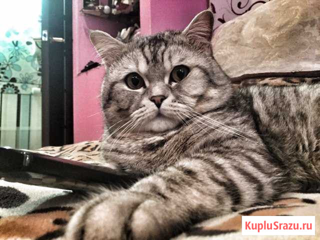 Вязка, шотландский котик ищет невесту Сергиев Посад - изображение 1