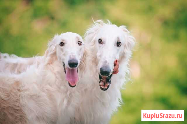 Фотограф собак, анималист Краснодар - изображение 1