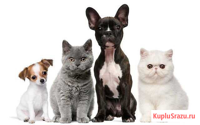Передержка животных Краснодар - изображение 1