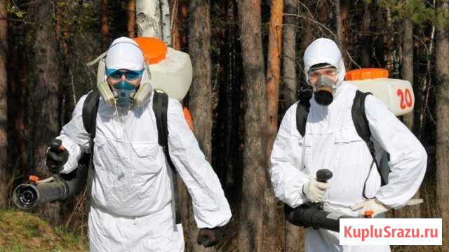 Уничтожение клещей, клопов, тараканов, муравьев и Новосибирск - изображение 1