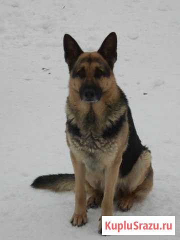 Дрессировка собак Реммаш - изображение 1