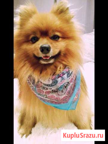 Стрижка собак и кошек с выездом на дом Воскресенск - изображение 1