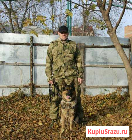 Дрессировка собак, передержка Руза - изображение 1
