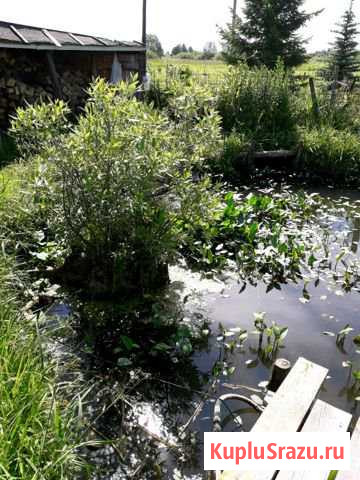 Чистка пруда от травы и цветков Богородское - изображение 1