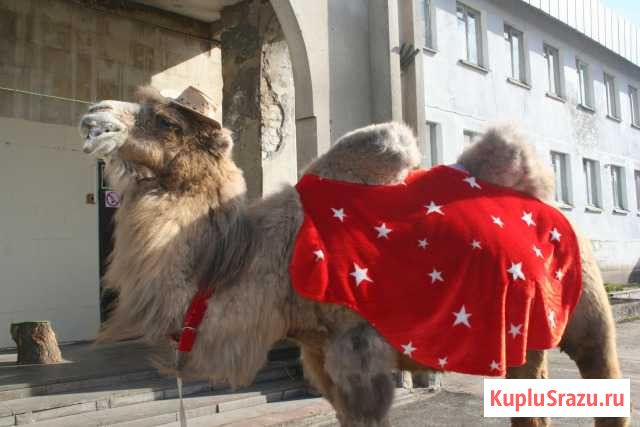 Верблюд - ослик Кострома - изображение 1