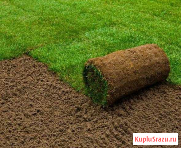 Рулонный газон Реммаш - изображение 1