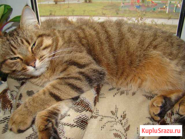 Передержка Воскресенск - изображение 1