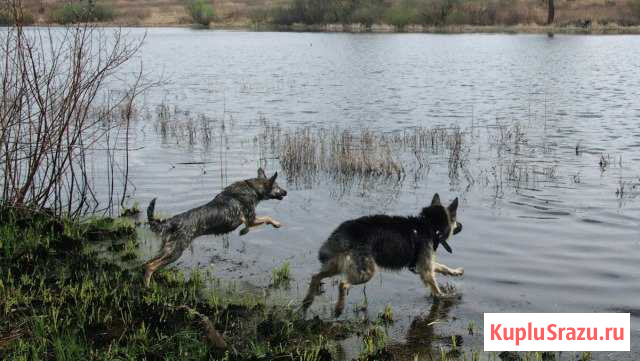 Передержка животных дома или в вольерах Воскресенск - изображение 1