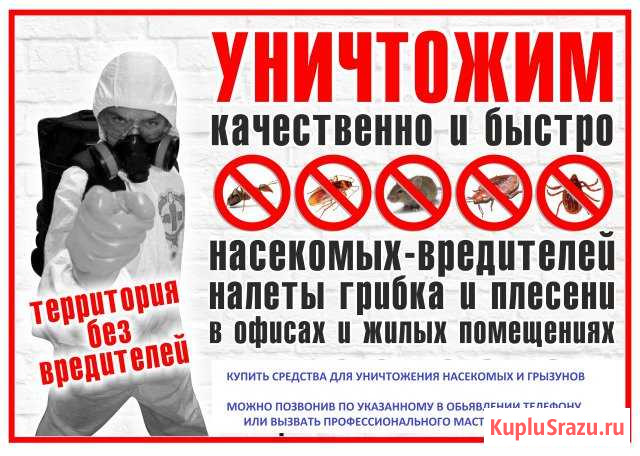 Тараканы - клопы - осы - крысы - дезинсекция Санкт-Петербург - изображение 1