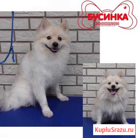 Стрижка собак и кошек Щербинка - изображение 1