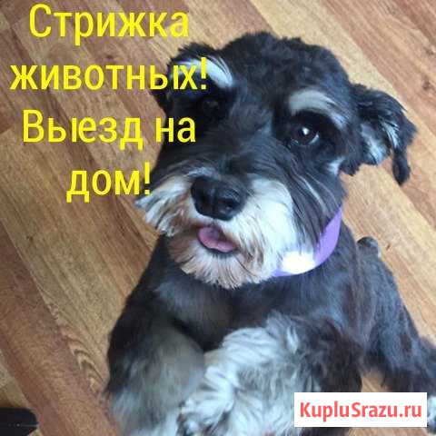 Стрижка собак, Стрижка кошек Краснодар - изображение 1