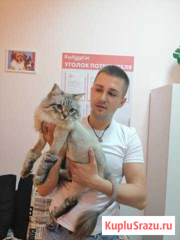 Стрижка кошек и собак Краснодар - изображение 1