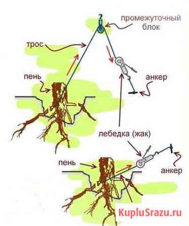 Выкорчевываем корни Петушки