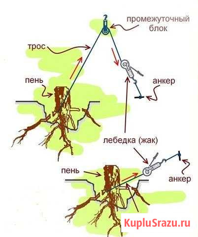 Выкорчевываем корни Петушки - изображение 1