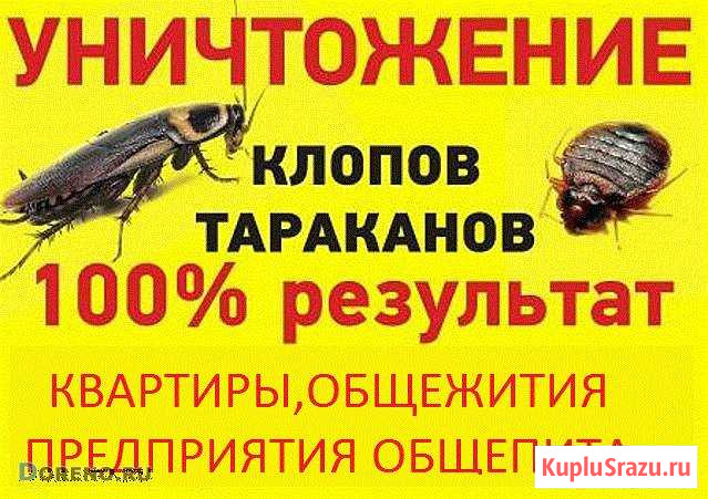 Уничтожение клопов, тараканов, короеда, комаров Барнаул - изображение 1