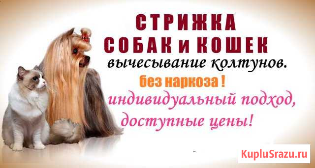 Стрижка домашних животных Брянск - изображение 1
