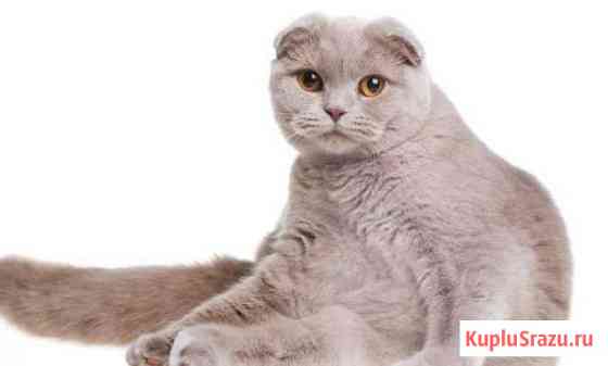 Свидание с котиком Брянск