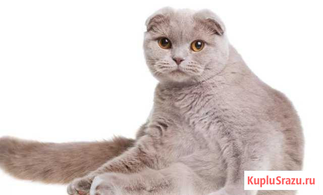 Свидание с котиком Брянск - изображение 1