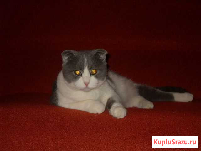 Вязка с Шотландским котом Борисоглебск - изображение 1
