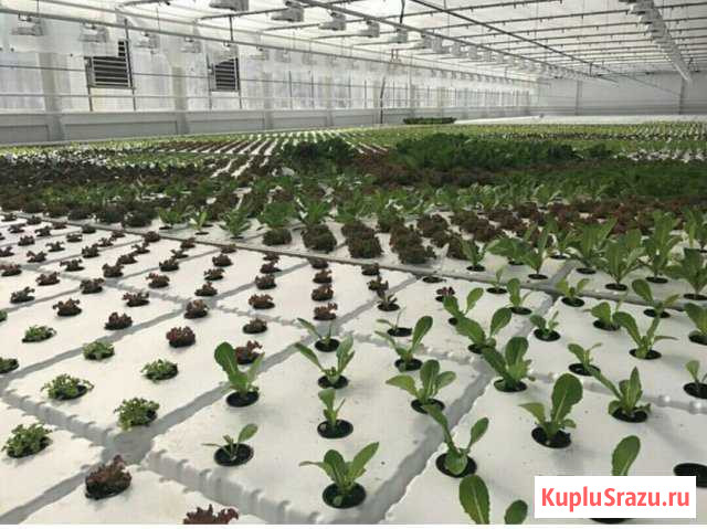 Оборудование и автоматизация теплиц Калининград - изображение 1