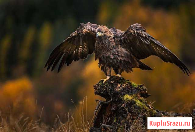 Оказание юридических услуг Новокузнецк - изображение 1