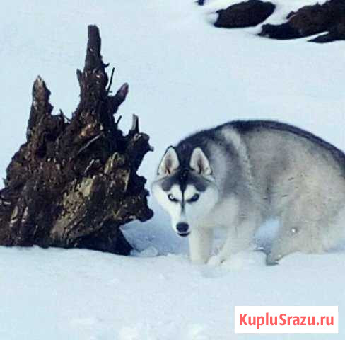 Вязка Тюмень - изображение 1