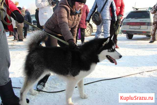 Кобель Хаски Новосибирск - изображение 1